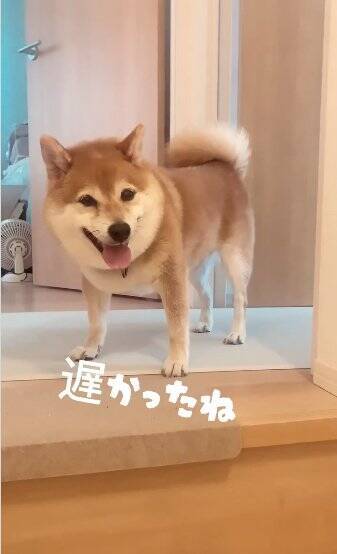 老犬の『おかえり』を1週間撮影してみた結果…かわいすぎる行動の数々に460万再生の反響「私もおかえりされたい」「疲れ吹っ飛ぶ」