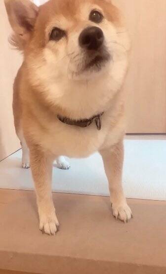 老犬の『おかえり』を1週間撮影してみた結果…かわいすぎる行動の数々に460万再生の反響「私もおかえりされたい」「疲れ吹っ飛ぶ」