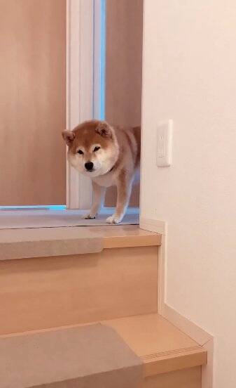 老犬の『おかえり』を1週間撮影してみた結果…かわいすぎる行動の数々に460万再生の反響「私もおかえりされたい」「疲れ吹っ飛ぶ」