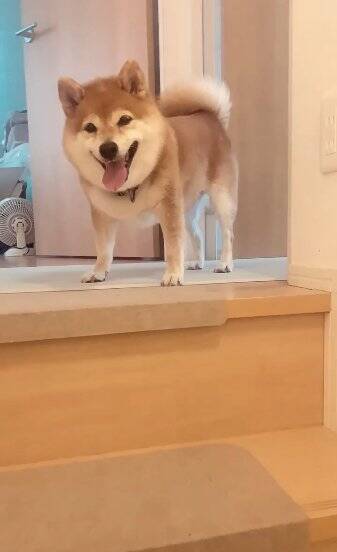 老犬の『おかえり』を1週間撮影してみた結果…かわいすぎる行動の数々に460万再生の反響「私もおかえりされたい」「疲れ吹っ飛ぶ」