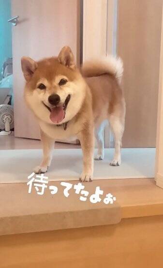 老犬の『おかえり』を1週間撮影してみた結果…かわいすぎる行動の数々に460万再生の反響「私もおかえりされたい」「疲れ吹っ飛ぶ」
