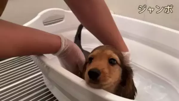 三つ子の赤ちゃん犬が『初めてのお風呂』に挑戦…怖がりながらも健気に耐える光景が話題に「お利口すぎ」「うちの子の小さい時を思い出す」
