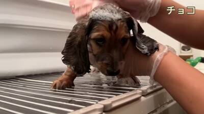 三つ子の赤ちゃん犬が『初めてのお風呂』に挑戦…怖がりながらも健気に耐える光景が話題に「お利口すぎ」「うちの子の小さい時を思い出す」