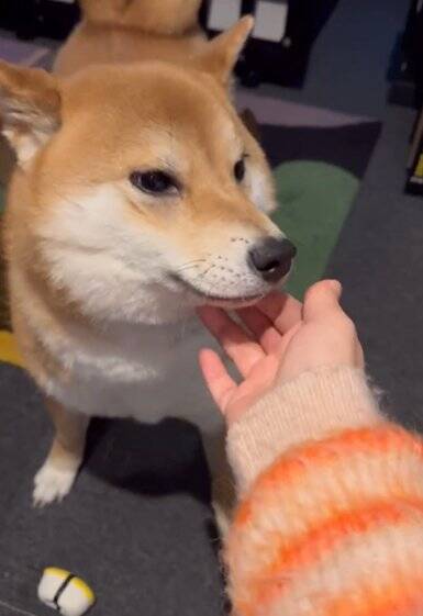 生まれて初めてお母さんと離れ離れになった犬→11日ぶりの再会で見せた『予想外な結末』に「塩対応で草」「思ってたんと違うｗ」と爆笑の声