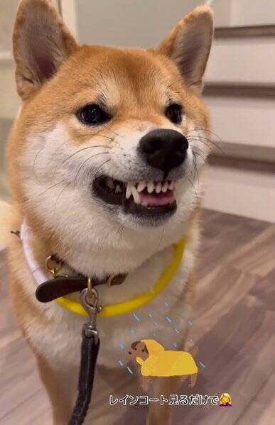 生まれて初めてお母さんと離れ離れになった犬→11日ぶりの再会で見せた『予想外な結末』に「塩対応で草」「思ってたんと違うｗ」と爆笑の声