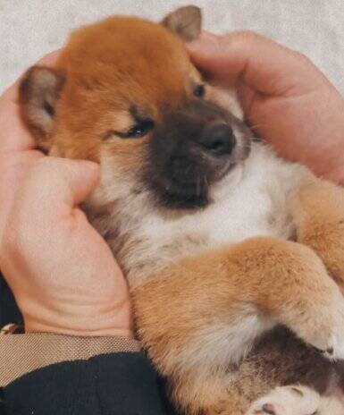 生まれて初めてお母さんと離れ離れになった犬→11日ぶりの再会で見せた『予想外な結末』に「塩対応で草」「思ってたんと違うｗ」と爆笑の声