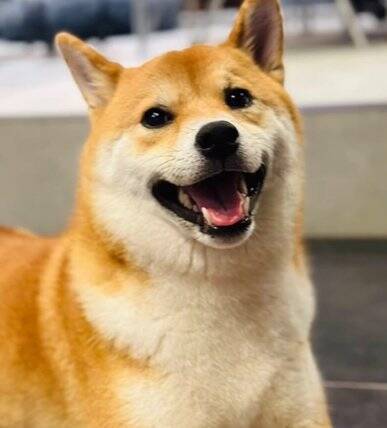 生まれて初めてお母さんと離れ離れになった犬→11日ぶりの再会で見せた『予想外な結末』に「塩対応で草」「思ってたんと違うｗ」と爆笑の声