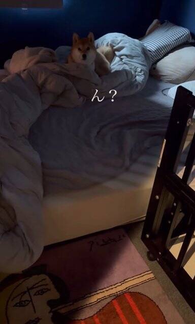 生まれて初めてお母さんと離れ離れになった犬→11日ぶりの再会で見せた『予想外な結末』に「塩対応で草」「思ってたんと違うｗ」と爆笑の声