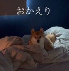 生まれて初めてお母さんと離れ離れになった犬→11日ぶりの再会で見せた『予想外な結末』に「塩対応で草」「思ってたんと違うｗ」と爆笑の声