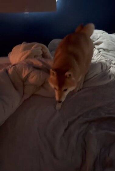 生まれて初めてお母さんと離れ離れになった犬→11日ぶりの再会で見せた『予想外な結末』に「塩対応で草」「思ってたんと違うｗ」と爆笑の声