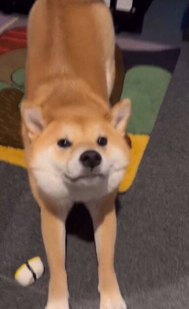 生まれて初めてお母さんと離れ離れになった犬→11日ぶりの再会で見せた『予想外な結末』に「塩対応で草」「思ってたんと違うｗ」と爆笑の声