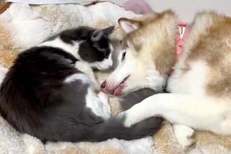 『生後9ヶ月の子猫』と一緒に転がる大型犬→ギャップがたまらない『意外な光景』に1万いいね集まる「めっちゃ甘えてる」「猫も照れてますね」