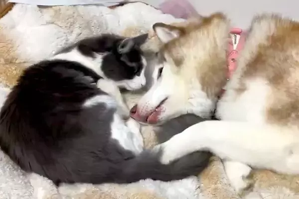 『生後9ヶ月の子猫』と一緒に転がる大型犬→ギャップがたまらない『意外な光景』に1万いいね集まる「めっちゃ甘えてる」「猫も照れてますね」