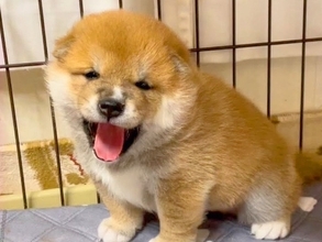 産まれて20日の赤ちゃん犬に『おはよう』と声をかけた結果…破壊力が高い『天使すぎる光景』が297万再生「ニヤニヤ止まらん」現在の姿も