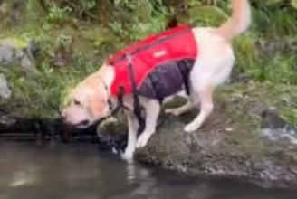 『超』がつくほどのビビり犬→川でパパが流されてしまった結果…想像以上に『葛藤する光景』が22万再生「危険ってわかって賢い」「可愛いｗ」