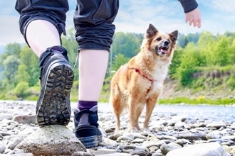 犬が散歩中『石を食べようとする』心理4つ　止めさせたい場合の適切なしつけ方法まで
