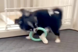 おもちゃを咥えた子犬→ウキウキで走り出した結果…愛おしいハプニングが『犬生1周目』すぎると12万再生「可愛い」「永遠に見ていられる」