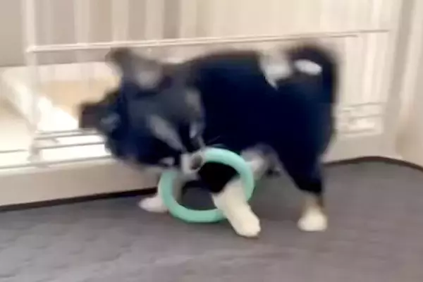 おもちゃを咥えた子犬→ウキウキで走り出した結果…愛おしいハプニングが『犬生1周目』すぎると12万再生「可愛い」「永遠に見ていられる」