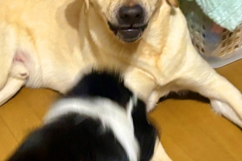 妹犬が優しい兄犬に『しつこく構ってアピールした』結果→少し疲れてしまい…まるで人間のような『表情』に2万いいね「顔ｗｗ」「優しさがｗ」