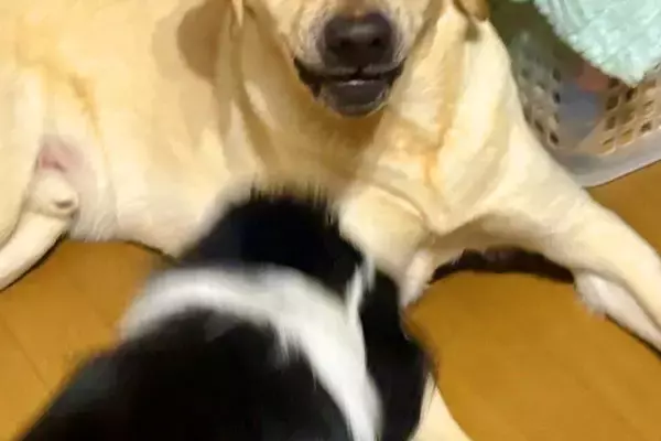 妹犬が優しい兄犬に『しつこく構ってアピールした』結果→少し疲れてしまい…まるで人間のような『表情』に2万いいね「顔ｗｗ」「優しさがｗ」