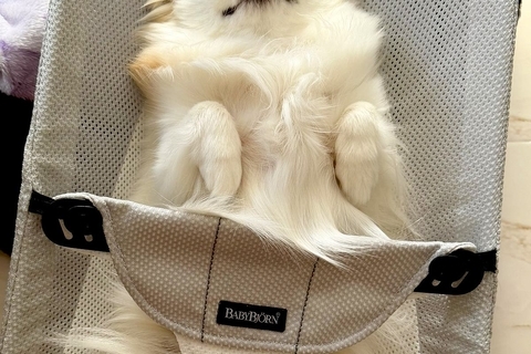 赤ちゃんのバウンサーを羨ましそうに見つめる犬→乗せてあげた結果…想像を超える『表情』が154万表示「とろけてて草」「おてて可愛すぎるｗ」