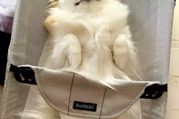 赤ちゃんのバウンサーを羨ましそうに見つめる犬→乗せてあげた結果…想像を超える『表情』が154万表示「とろけてて草」「おてて可愛すぎるｗ」