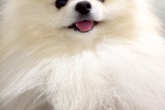 なぜか臭うので『オナラした？』と犬に聞いた結果→突然、笑顔が消えて…まさかの『逆ギレ』に爆笑「たまらんｗｗ」「人間の言葉わかってる」