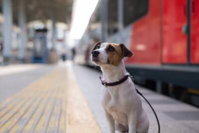 犬を『賢く育てる』4つの方法　知性と絆を育むためのトレーニングのコツまでご紹介