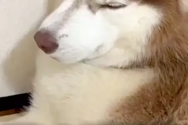朝、なぜかグッタリしていた大型犬→『具合が悪いのかな』と、後ろを見てみたら…『衝撃的な光景』が59万再生「達成感あって草」「職人の顔ｗ」