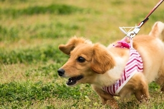 犬が突然『興奮してしまう』理由5つ　主な要因や止めさせたいときの対応まで