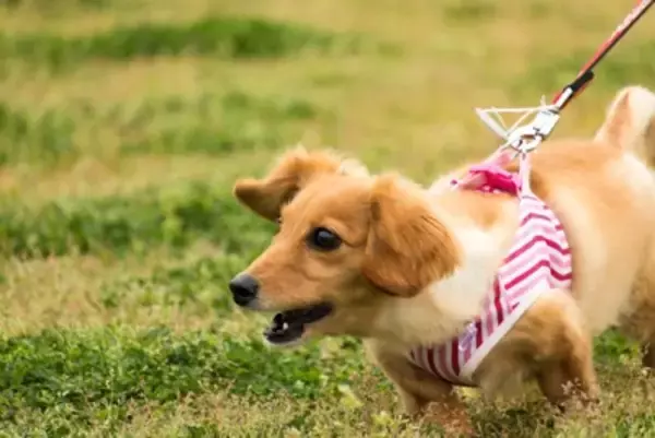 犬が突然『興奮してしまう』理由5つ　主な要因や止めさせたいときの対応まで
