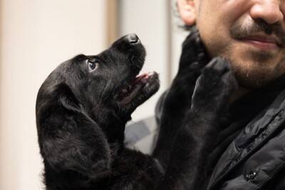 犬が突然『興奮してしまう』理由5つ　主な要因や止めさせたいときの対応まで