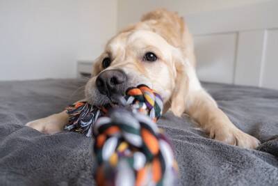 犬が突然『興奮してしまう』理由5つ　主な要因や止めさせたいときの対応まで