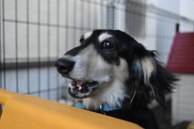犬が突然『興奮してしまう』理由5つ　主な要因や止めさせたいときの対応まで