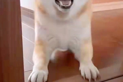 具合が悪く横になっていると、犬が見に来て…『心配してくれた』と思いきや→予想と違う『まさかの行動』に反響「確認してるのかなｗ」「可愛い」