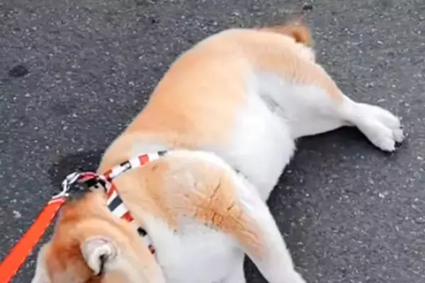 コンビニのチキンの匂いにつられ『どうしても行きたい』と駄々をこねる犬→人間の子供のような光景が23万再生「駐車するの草」「たまらんｗ」