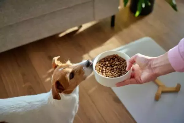 犬にご飯を与えるときの『タブー行為』5選　絶対にやってはいけない飼い主の行動とは？