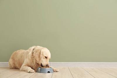 犬にご飯を与えるときの『タブー行為』5選　絶対にやってはいけない飼い主の行動とは？