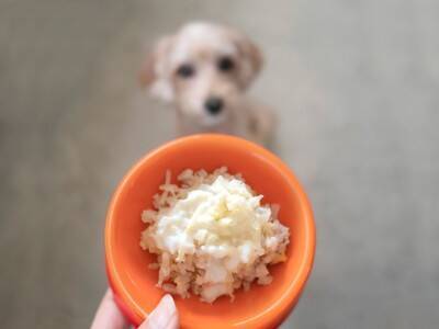 犬にご飯を与えるときの『タブー行為』5選　絶対にやってはいけない飼い主の行動とは？