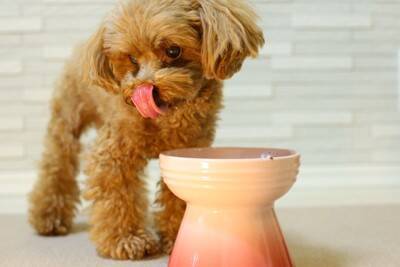 犬にご飯を与えるときの『タブー行為』5選　絶対にやってはいけない飼い主の行動とは？