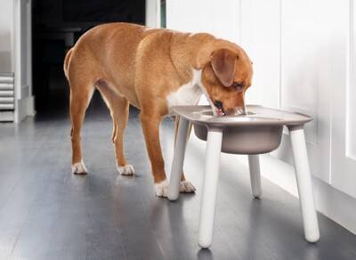 犬にご飯を与えるときの『タブー行為』5選　絶対にやってはいけない飼い主の行動とは？