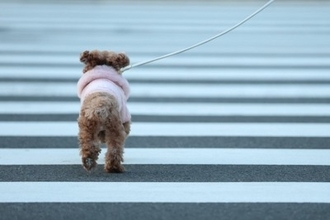 犬が散歩中に『怖いと感じる場所』4選　愛犬を安心させるために飼い主がすべき配慮とは？