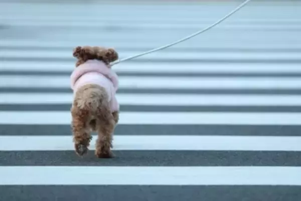 犬が散歩中に『怖いと感じる場所』4選　愛犬を安心させるために飼い主がすべき配慮とは？