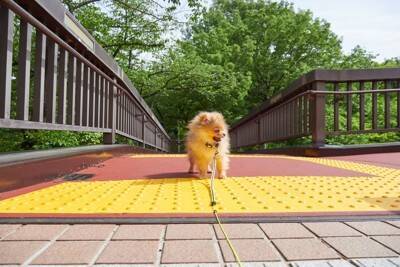 犬が散歩中に『怖いと感じる場所』4選　愛犬を安心させるために飼い主がすべき配慮とは？