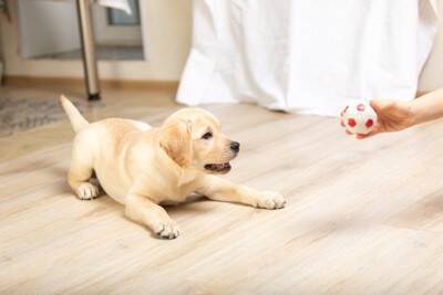 犬が『家の床を舐める』理由5つ　執拗にペロペロする心理や止めさせるための対処法まで