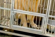 炎天下で狭い檻に閉じ込められ『虐待された大型犬』→蹴られても我慢していて…思わず涙する『保護後の変化』が135万再生「頑張った」「幸せに」