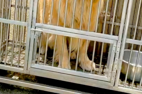 炎天下で狭い檻に閉じ込められ『虐待された大型犬』→蹴られても我慢していて…思わず涙する『保護後の変化』が135万再生「頑張った」「幸せに」