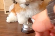 犬に『ベルを鳴らして』と指示してみた結果→なかなか上手く押せずにいたら…まさかの展開に「痺れ切らしてるｗ」「めっちゃ好き」と絶賛の声
