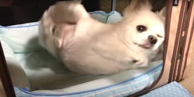 犬に『じーちゃん帰ってくるよ』と言った結果…再会を全身で喜ぶ光景に涙が出ると168万再生「泣ける」「関係が尊すぎる」と絶賛の声