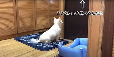犬に『じーちゃん帰ってくるよ』と言った結果…再会を全身で喜ぶ光景に涙が出ると168万再生「泣ける」「関係が尊すぎる」と絶賛の声